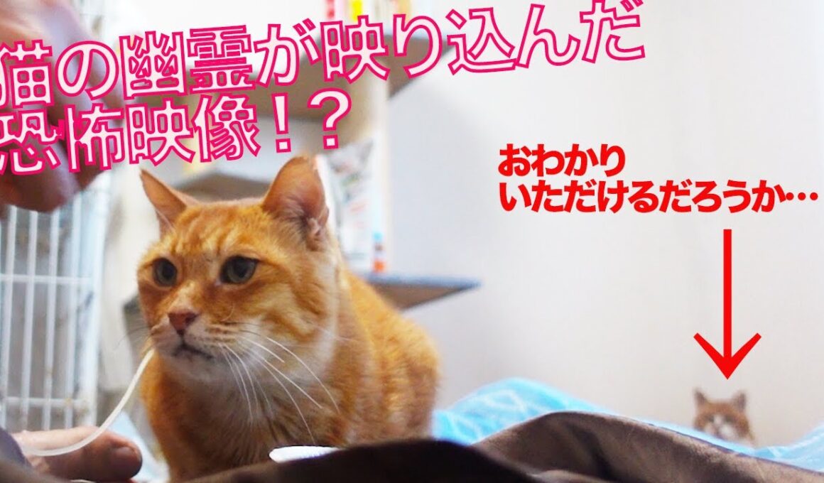 【嘘】怪奇！猫の幽霊が映り込む恐怖映像⁉︎ The cat ghost footage(fake)