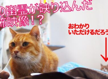 【嘘】怪奇！猫の幽霊が映り込む恐怖映像⁉︎ The cat ghost footage(fake)