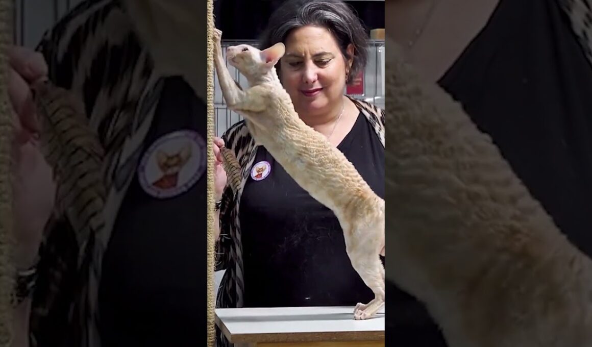 The Cornish Rex: A Cat That Acts Like a Dog? 🐶🐱