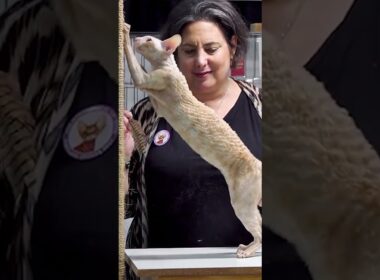 The Cornish Rex: A Cat That Acts Like a Dog? 🐶🐱