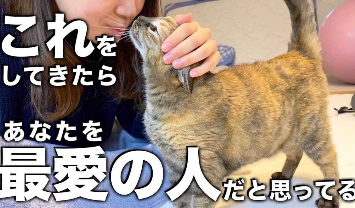 【猫の気持ち】猫が最愛の人だけにみせる行動