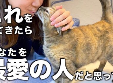 【猫の気持ち】猫が最愛の人だけにみせる行動