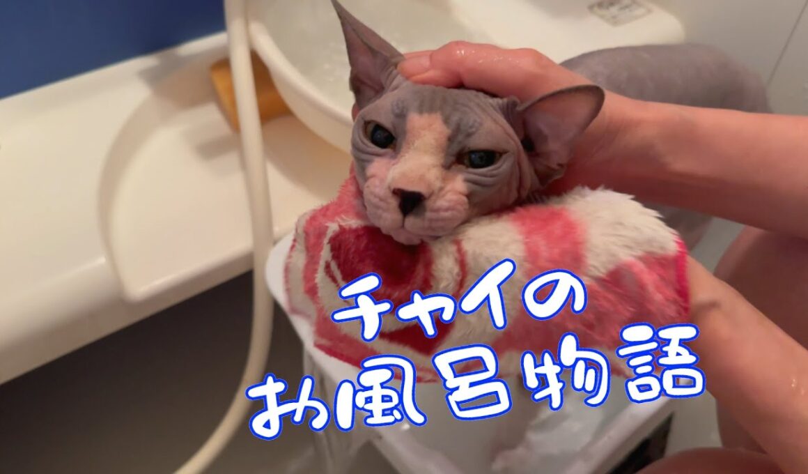 スフィンクス猫チャイ毛が少ないので入浴後のタオルドライは簡単です#cat #cat #sphynx #livin...