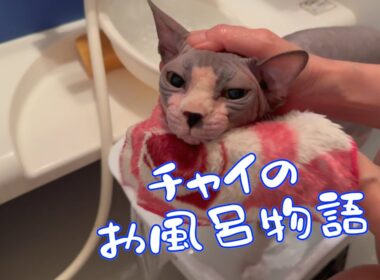 スフィンクス猫チャイ毛が少ないので入浴後のタオルドライは簡単です#cat #cat #sphynx #livin...