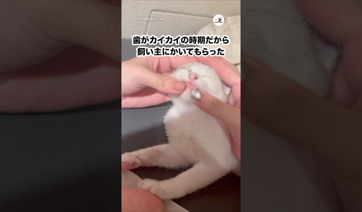 生後2ヶ月の子猫のカイカイ｜PECO