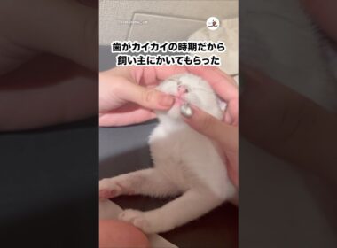 生後2ヶ月の子猫のカイカイ｜PECO