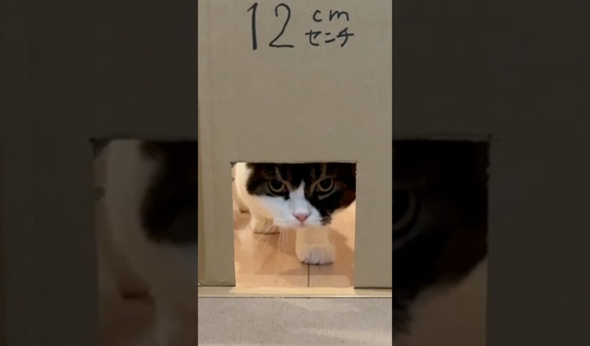 この穴通れる？#うま次郎 #スコティッシュフォールド #猫のいる暮らし #愛猫 #kitten #catvideos #catlovers #大きい #成長しすぎた