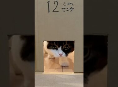 この穴通れる？#うま次郎 #スコティッシュフォールド #猫のいる暮らし #愛猫 #kitten #catvideos #catlovers #大きい #成長しすぎた