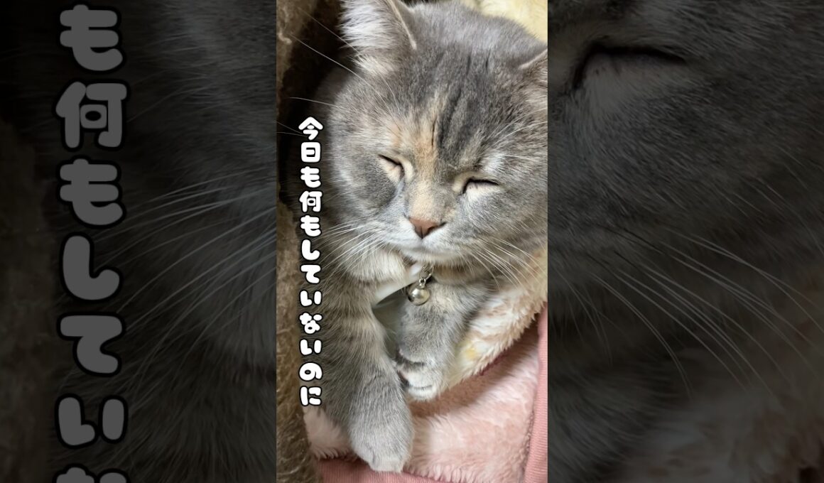 くつろぎのプロフェッショナルはすごいね♯shorts♯cats♯猫との生活♯マンチカン