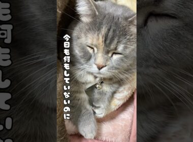 くつろぎのプロフェッショナルはすごいね♯shorts♯cats♯猫との生活♯マンチカン