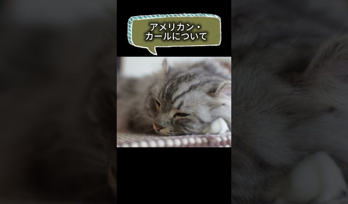 【アメリカン・カールについて】shorts