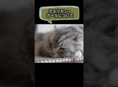 【アメリカン・カールについて】shorts