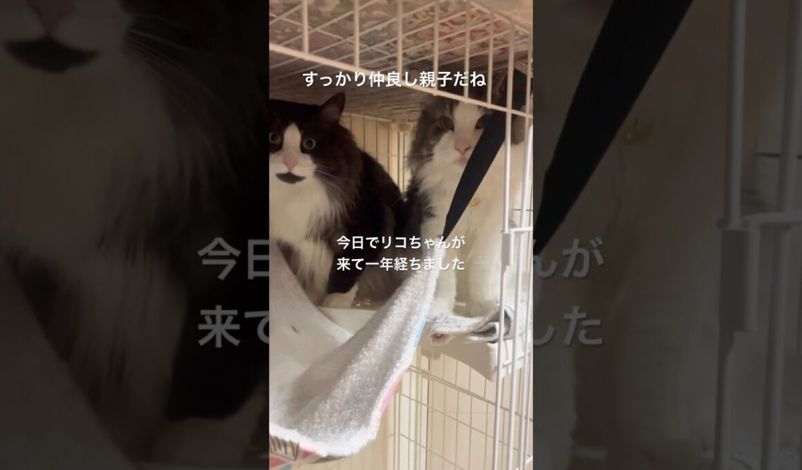リコママが来て1年が経ちました #ノルウェージャンフォレストキャット #親子猫#猫のいる暮らし