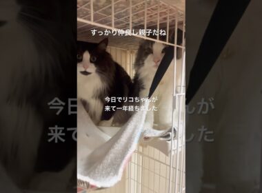 リコママが来て1年が経ちました #ノルウェージャンフォレストキャット #親子猫#猫のいる暮らし