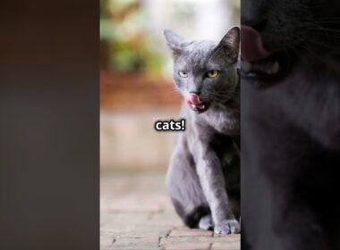 5 Amazing Facts About Korat Cats! #cat