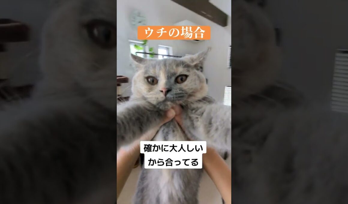 ブリティッシュショートヘアをお迎えしてわかった事【ブリティッシュショートヘア】