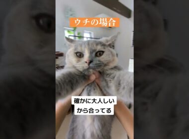 ブリティッシュショートヘアをお迎えしてわかった事【ブリティッシュショートヘア】