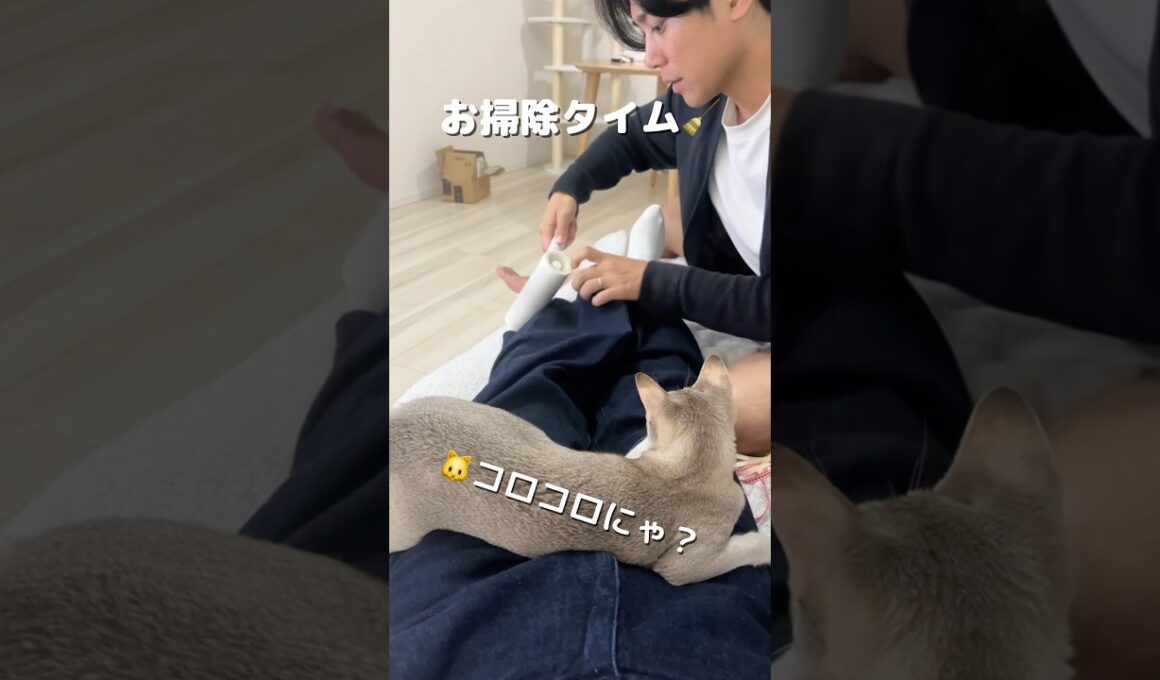 【キレイ好き】お掃除を見守るシンガプーラの子猫#cat #shorts #子ネコ #ねこ