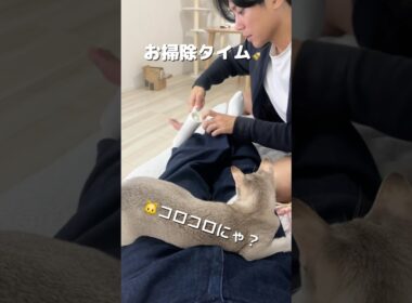 【キレイ好き】お掃除を見守るシンガプーラの子猫#cat #shorts #子ネコ #ねこ