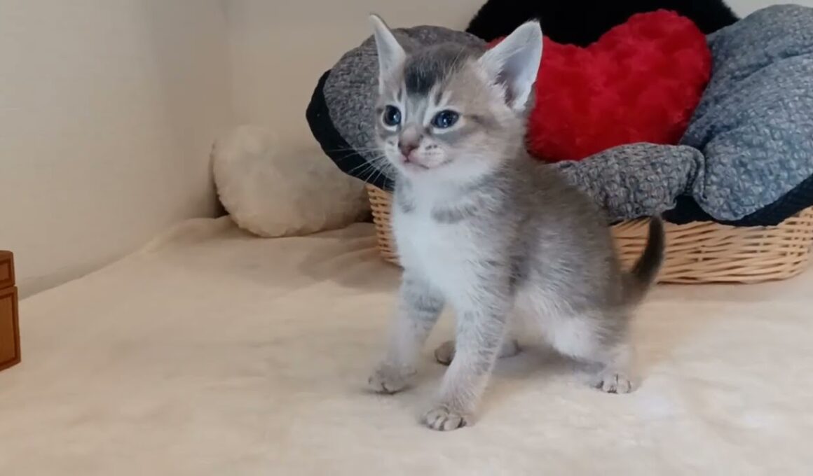 アビシニアン 【快活で人懐っこい】アビシニアンの男の子🏝️