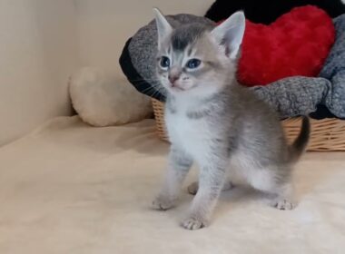 アビシニアン 【快活で人懐っこい】アビシニアンの男の子🏝️