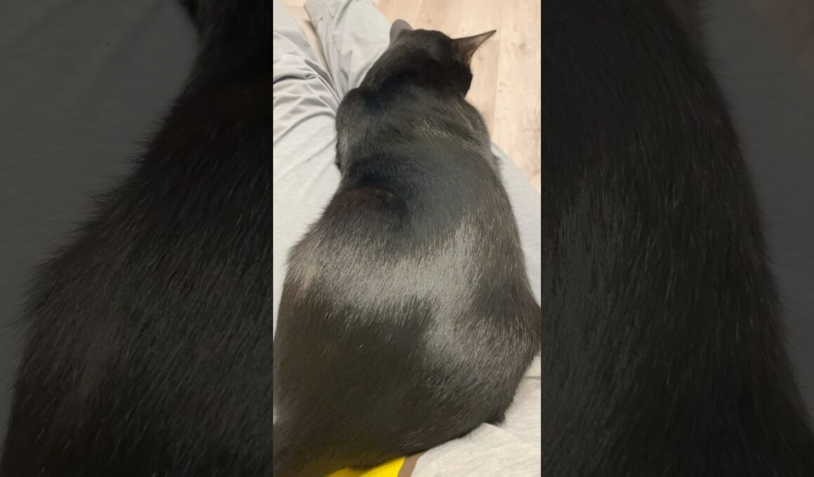 黒猫ボンベイのツヤツヤ毛並み　#子猫 #cat #bombay #ねこ #ねこ動画 #ねこのいる生活 #ねこのいる暮らし #かわいい #癒やし