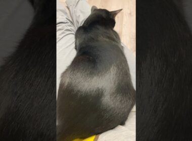 黒猫ボンベイのツヤツヤ毛並み　#子猫 #cat #bombay #ねこ #ねこ動画 #ねこのいる生活 #ねこのいる暮らし #かわいい #癒やし