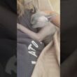 ママに甘えてくっついて眠る猫スルタン【スフィンクス】