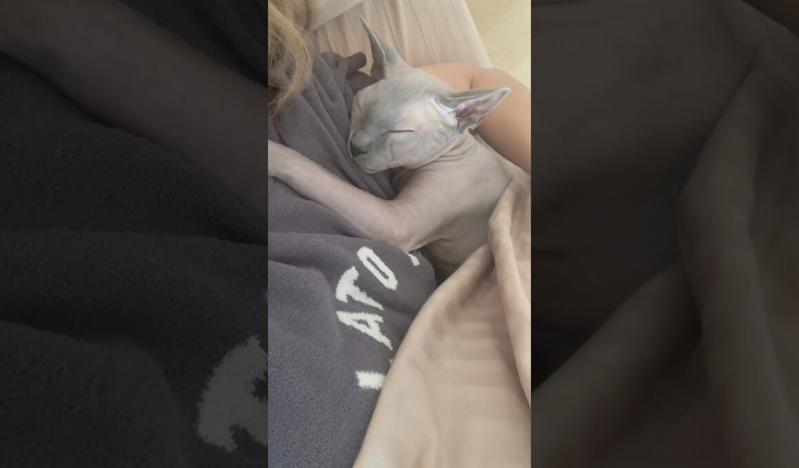 ママに甘えてくっついて眠る猫スルタン【スフィンクス】