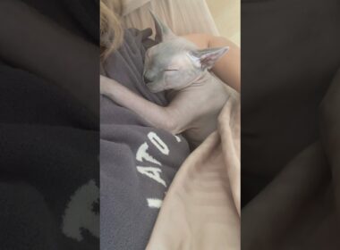 ママに甘えてくっついて眠る猫スルタン【スフィンクス】