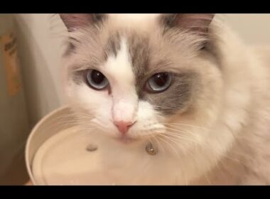 自動給水機を買いました #cat #猫 #ラグドール