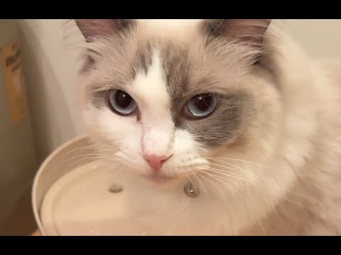 自動給水機を買いました #cat #猫 #ラグドール