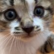 子猫のあれこれと次の保護案件について