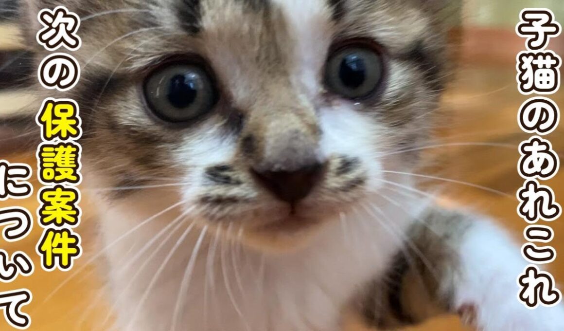 子猫のあれこれと次の保護案件について