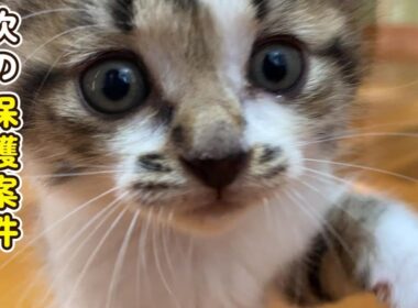 子猫のあれこれと次の保護案件について