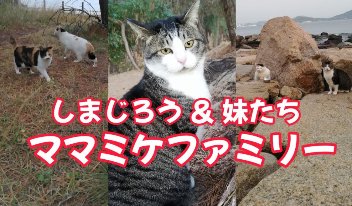 【海岸猫336】しまじろう＆妹たち(大ミケ・白ミケ)