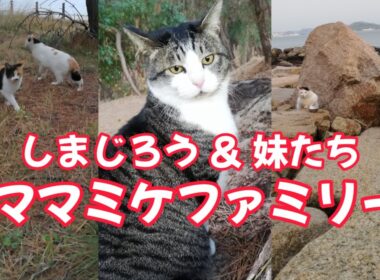 【海岸猫336】しまじろう＆妹たち(大ミケ・白ミケ)