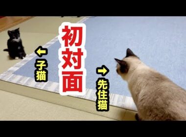 初対面の子猫と先住猫の反応はこうなりました