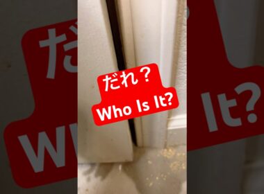 『あたちよ、あたち！』  #shorts #ラグドール #ルナ