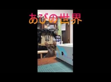 ネコ動画あび＃5325　あびの毎日　アビシニアン　あび