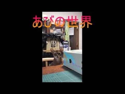 ネコ動画あび＃5325　あびの毎日　アビシニアン　あび