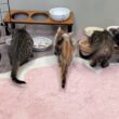 子猫シェルターから雑談LIVE配信🍻