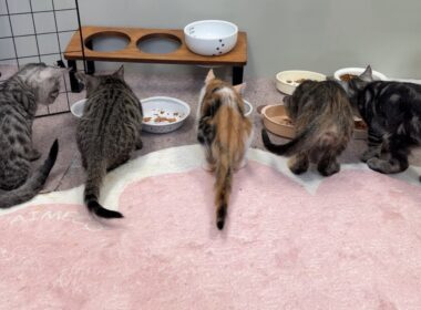 子猫シェルターから雑談LIVE配信🍻