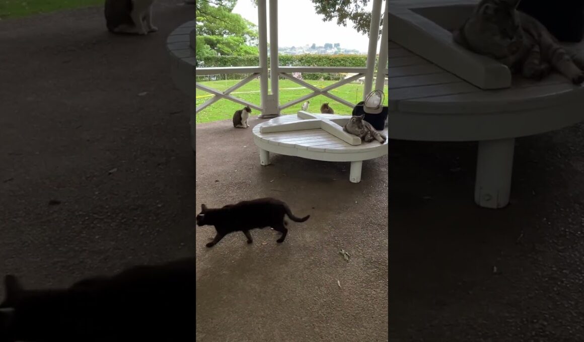 にゃんこの集会所が155年前に建てられた日本初の西洋式東屋な件🐱