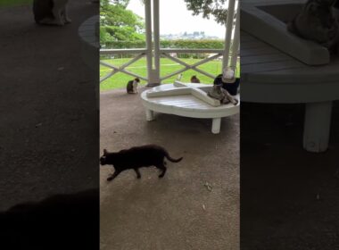 にゃんこの集会所が155年前に建てられた日本初の西洋式東屋な件🐱