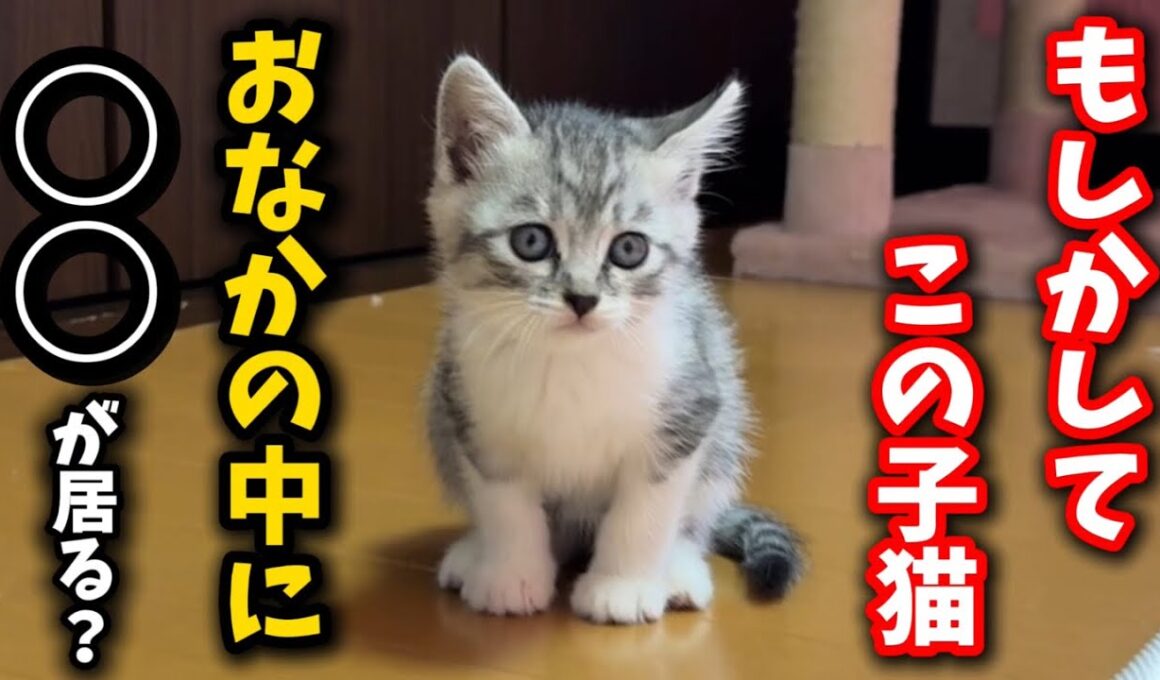 まさか⁈保護した子猫のおなかの中に○○が居る疑惑…