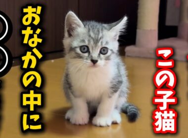 まさか⁈保護した子猫のおなかの中に○○が居る疑惑…