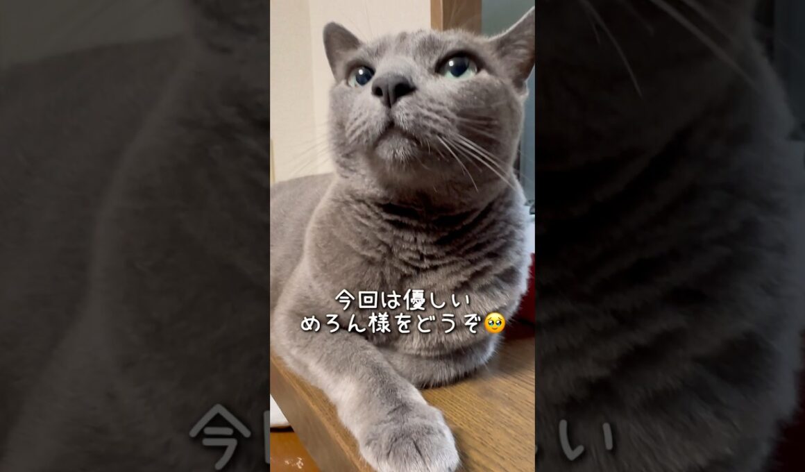 【ロシアンブルー】心優しい⁇めろんです🥹【猫】#shorts