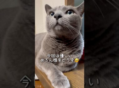 【ロシアンブルー】心優しい⁇めろんです🥹【猫】#shorts