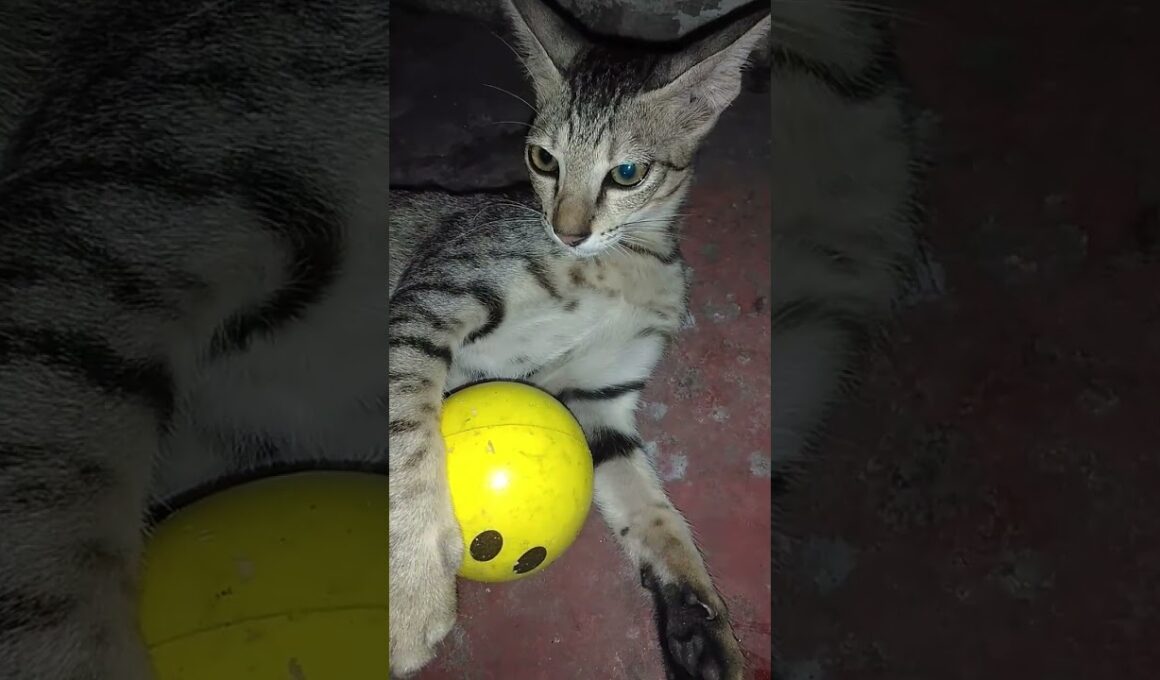 How India is Changing the Cat Adoption Game Forever